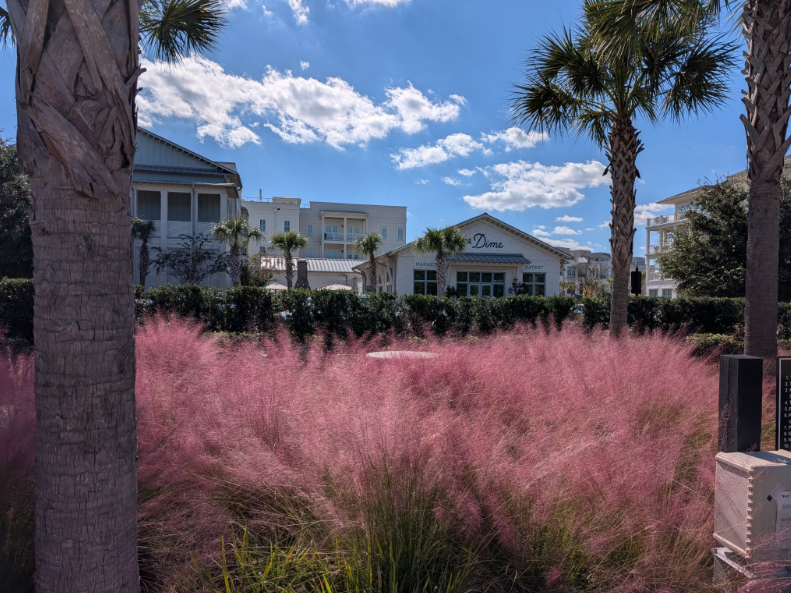 Captivating coastal architecture and pink muhly grass in Charleston, South Carolina.